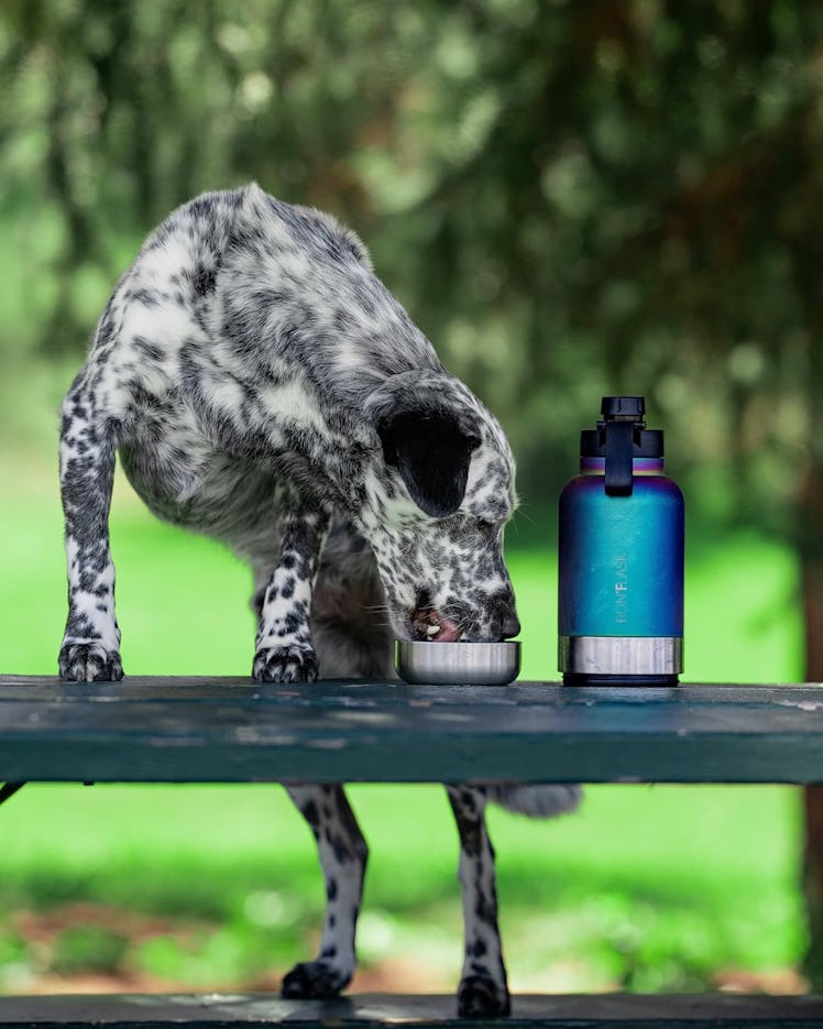 IRON °FLASK Portable Dog Water Bottle & Bowl 