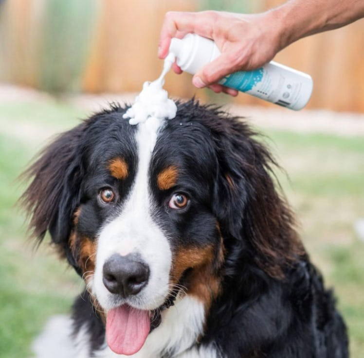 Mighty Mutt Waterless No-Rinse Dry Shampoo Foam