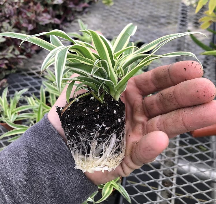 Generic Spider Plant (3-Pack)