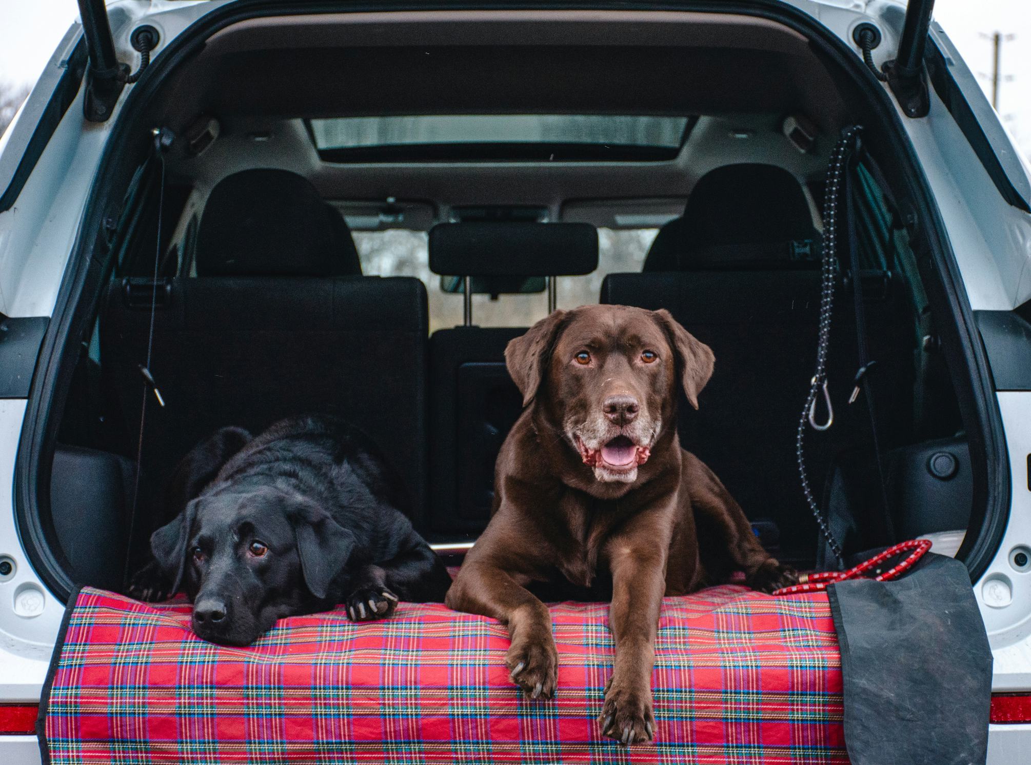 Dog road trip essentials best sale