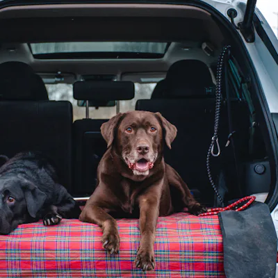A black labrador and a brown labrador relax on a red plaid blanket in the back of a car, with the vehicle's interior visible behind them.