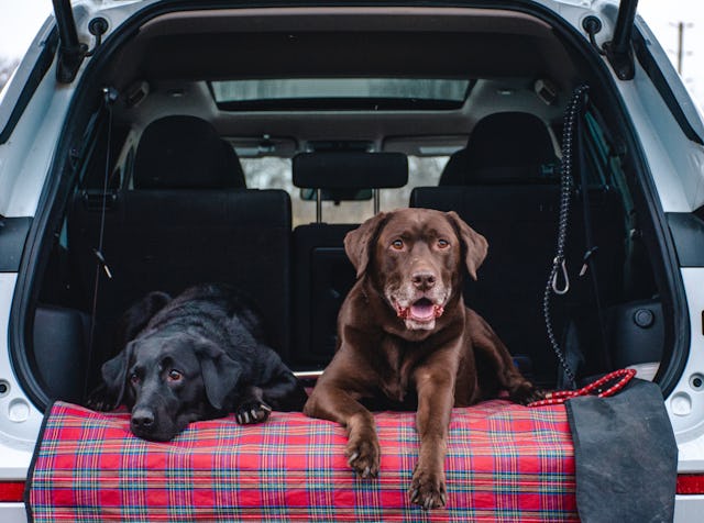 A black labrador and a brown labrador relax on a red plaid blanket in the back of a car, with the ve...