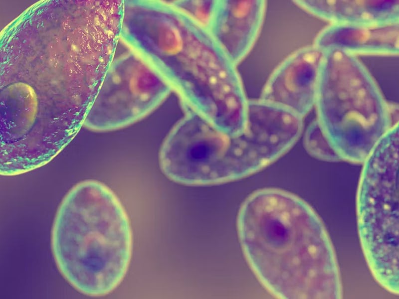 Toxoplasma is often transmitted to people from contaminated food or cat feces