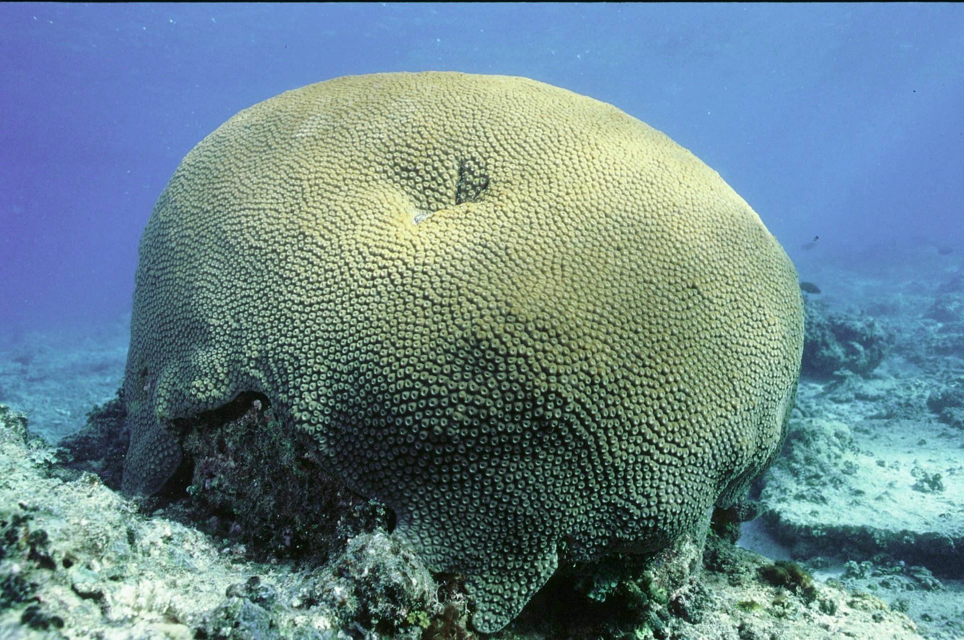 This Piece of Coral In Fiji Is 600 Years Old — What It Reveals About Our Climate’s Future Is Nerve-Wracking