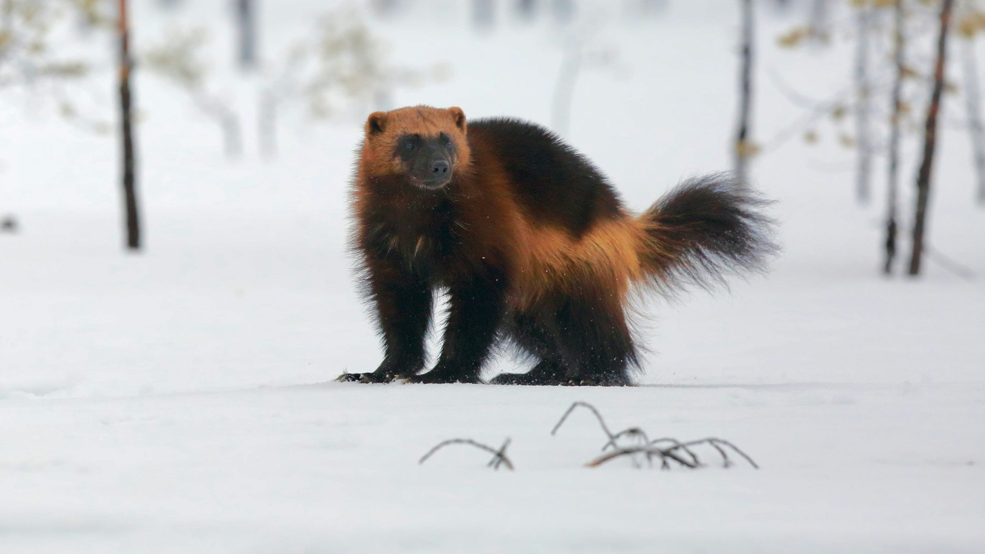 Inside the Controversial Effort To Move This Forgotten, Mysterious Creature From It’s Native Home