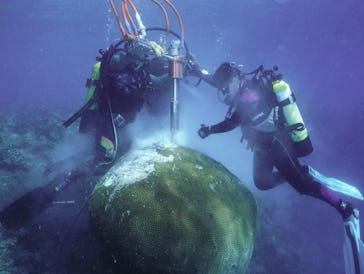 Scientists taking a sample from the massive boulder coral in Fiji back in 1998.