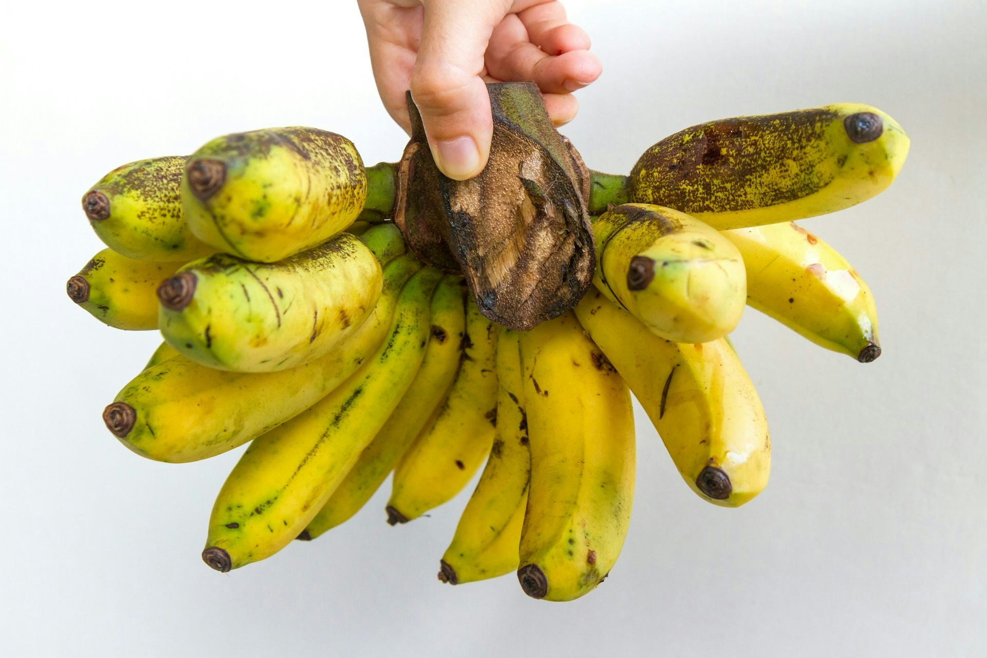 There’s A Fungus Slowly Devastating Bananas Worldwide and Researchers Aren’t Sure How To Stop It