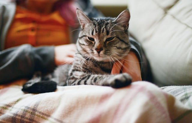 A cat sits on a woman's lap.