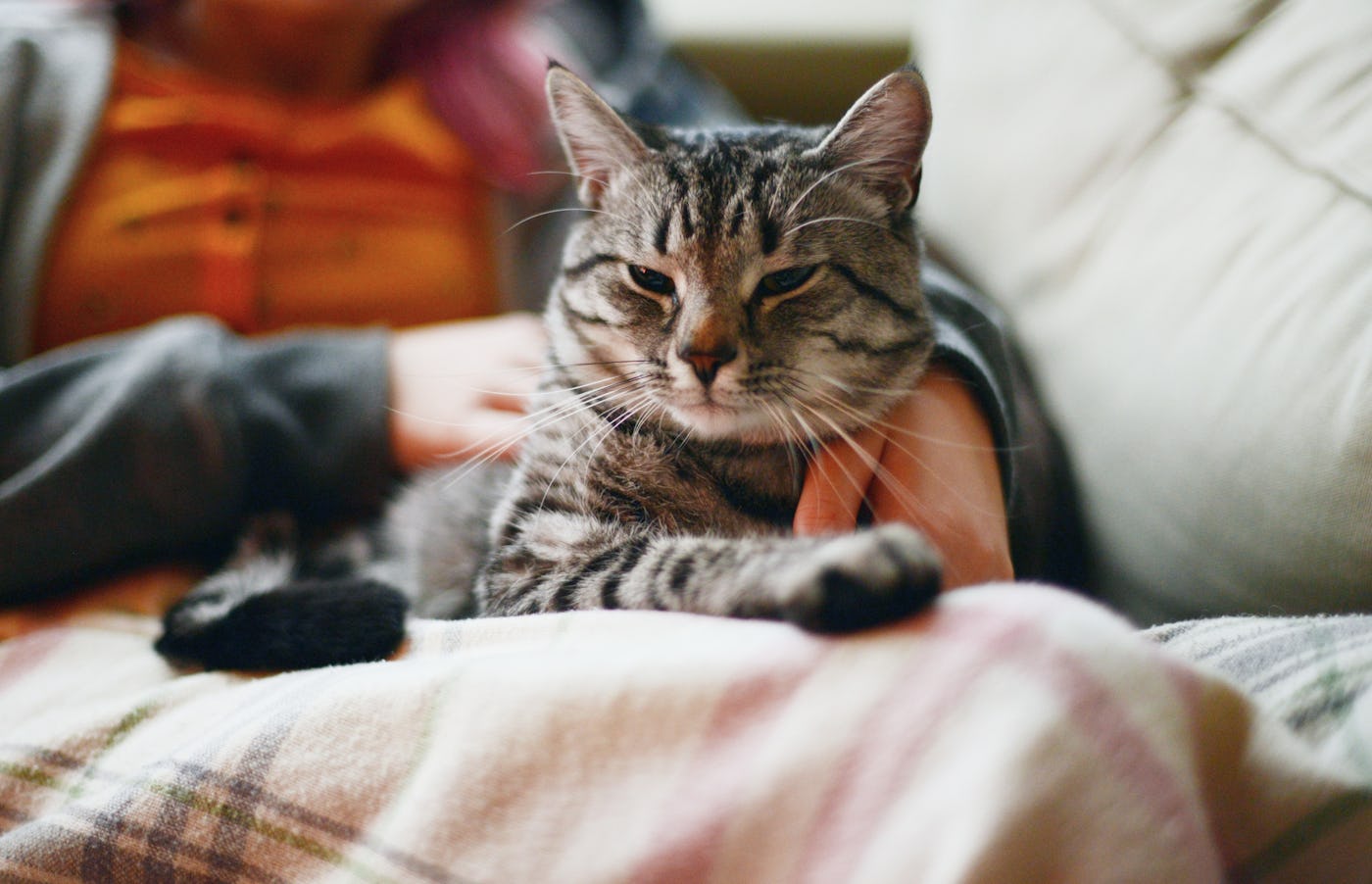 A cat sits on a woman's lap.