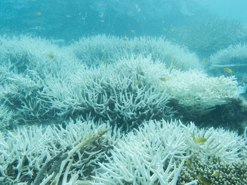 Underwater view of bleached coral reefs with a few fish swimming among them, illustrating an environ...