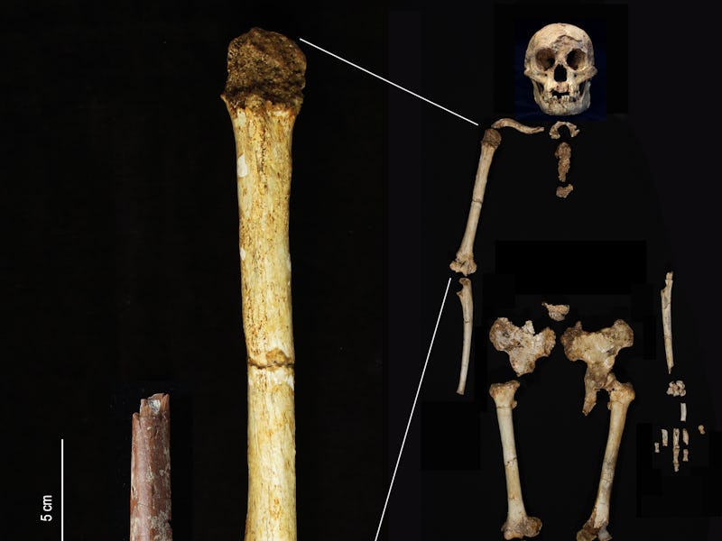 A composite image showing an ancient human femur bone alongside a stone tool, with an inset display ...