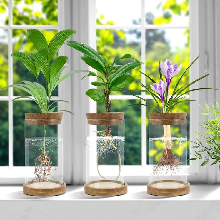Gicare Plant Propagation Stations (3-Pack)