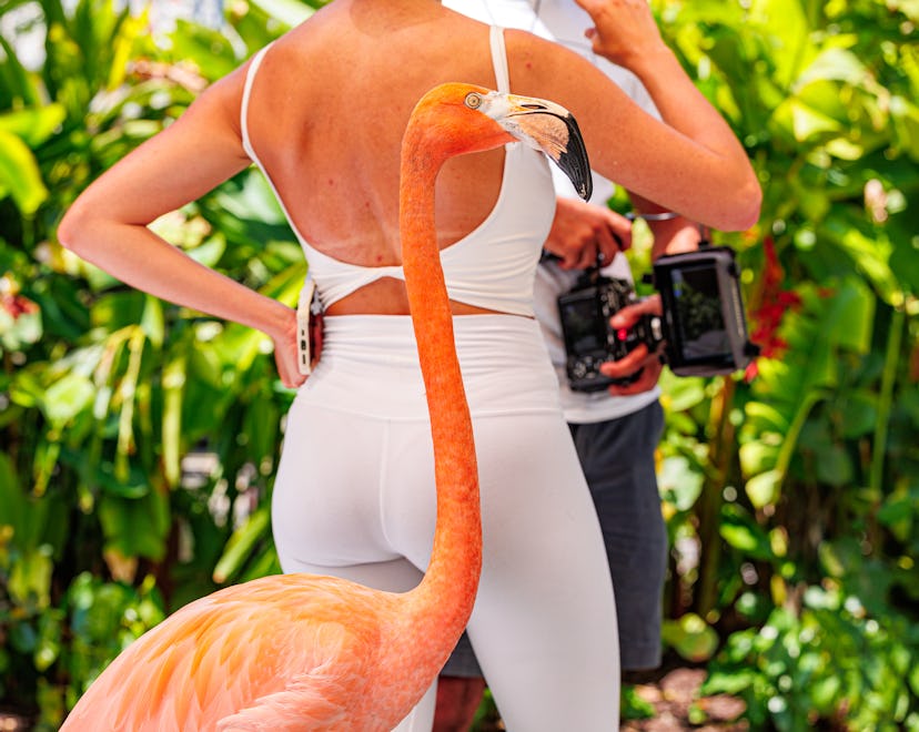 A flamingo standing close to a woman in white attire, surrounded by lush greenery, with a photograph...