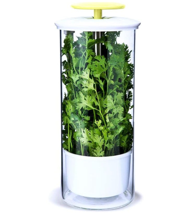 NOVART XXL Herb Keeper & Saver