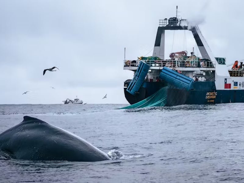 A humpback whale surfaces near two trawlers. All are pursuing Antarctic krill.