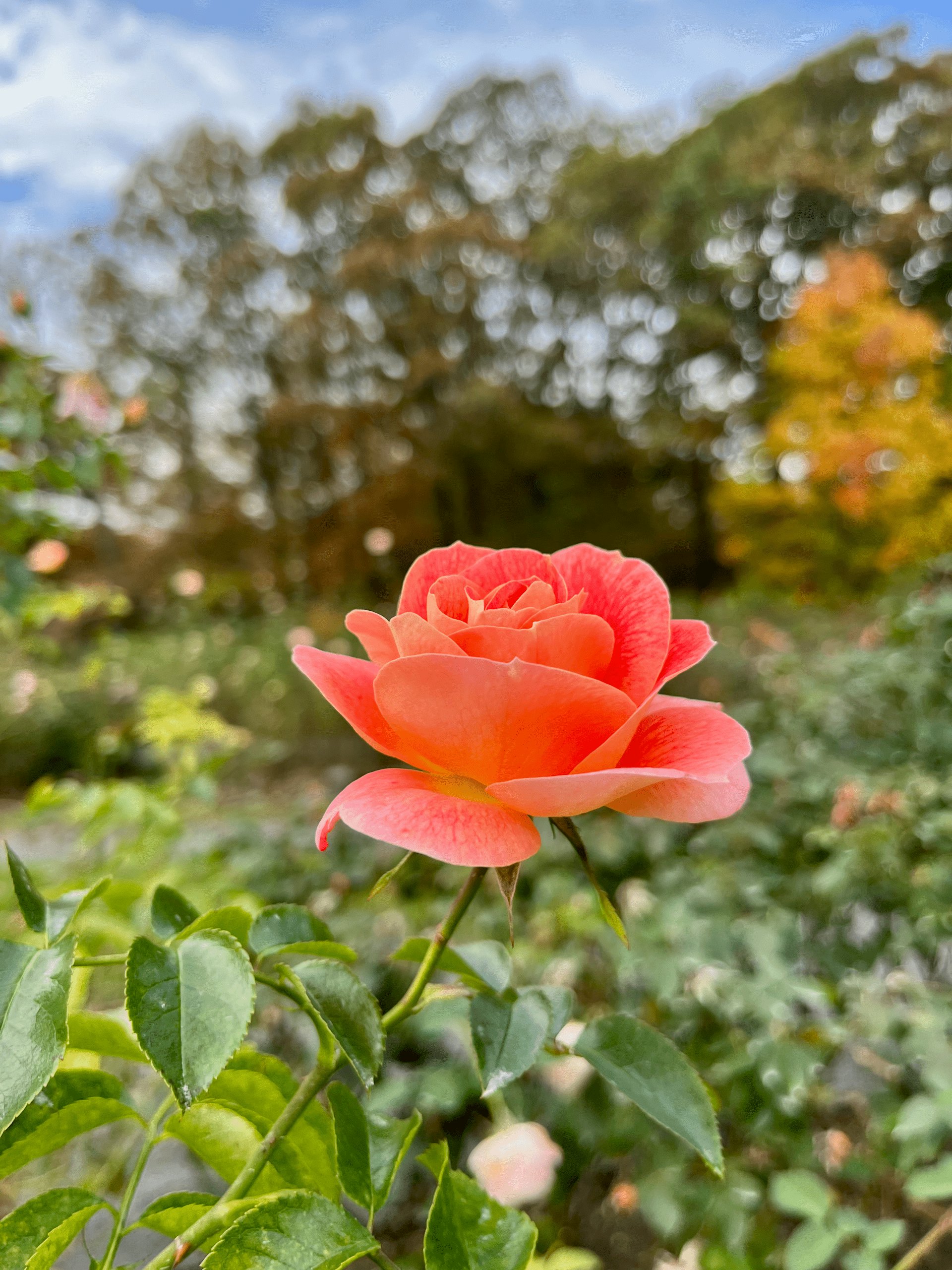 A Rose Without Thorns? How Gene Editing Is Giving Plants A Glow-Up