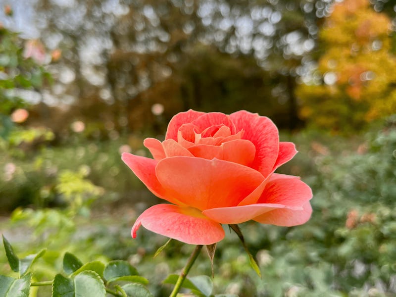 Not every rose has its thorn, thanks to gene editing.