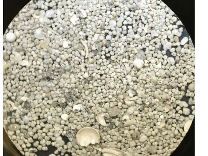 An 8x-zoomed microscopic image of washed, tropical marine sediments showing a vast number of individ...