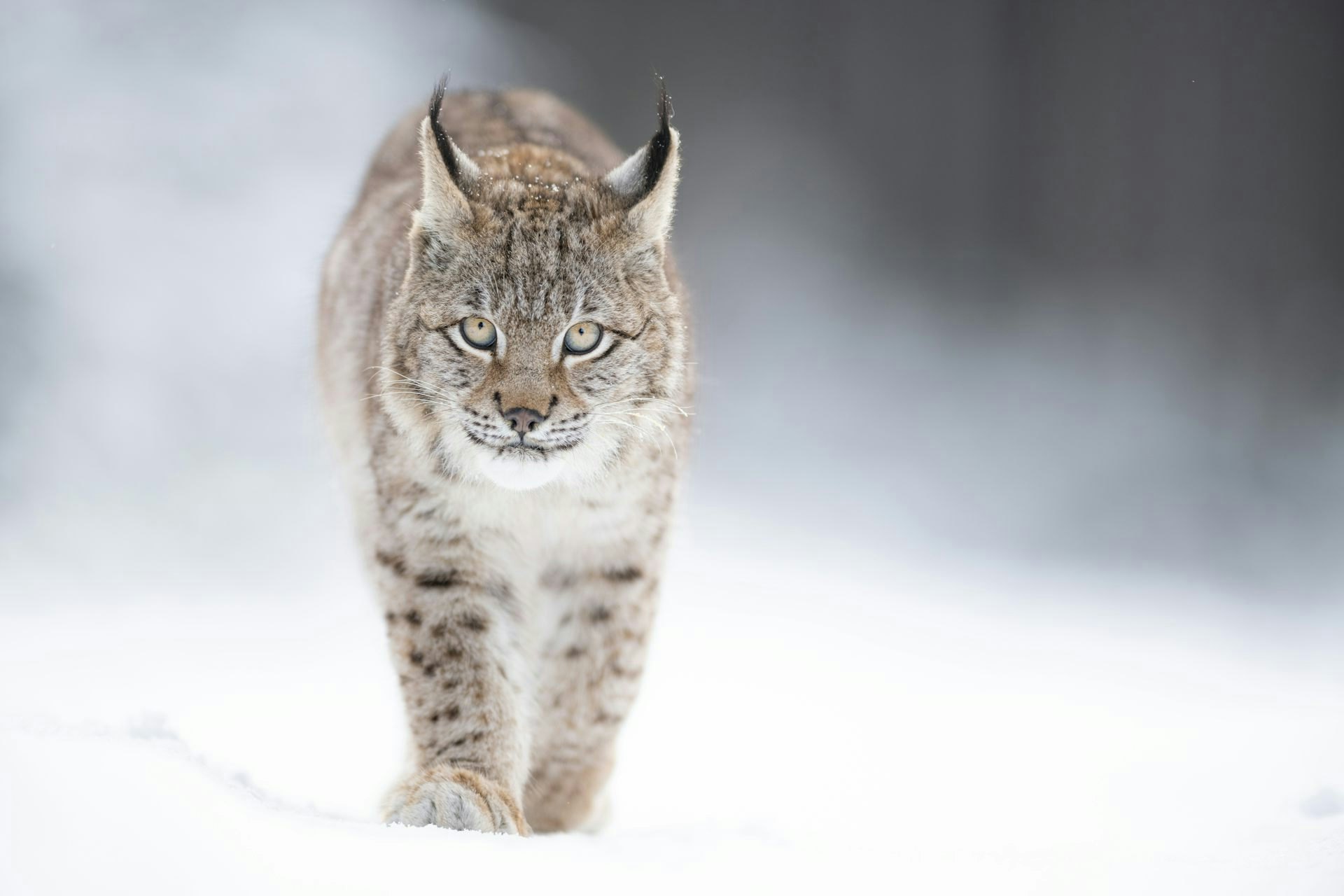 Ancient DNA Brought the World’s Most Threatened Cat Species Back From the Brink of Extinction