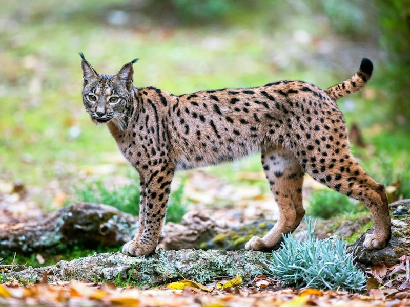 The Iberian lynx (Lynx pardinus)