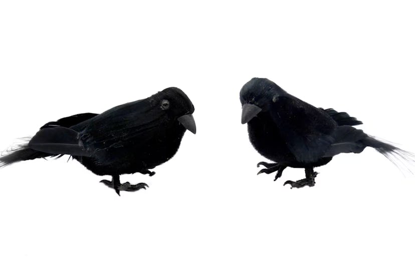 5.5" Black Halloween Crows