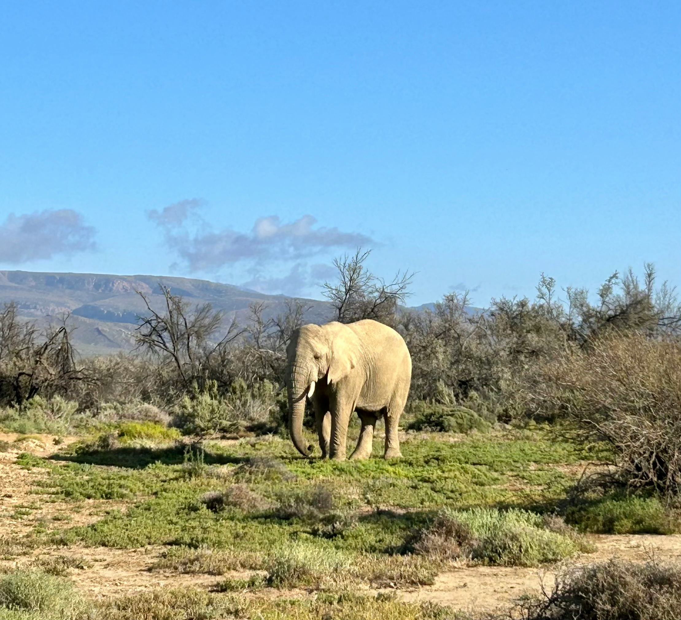I saw several elephants while on safari with Uber in South Africa.