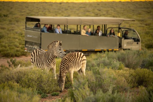 Uber Safari travelers can see zebras at Aquila, a wildlife conservancy in South Africa.