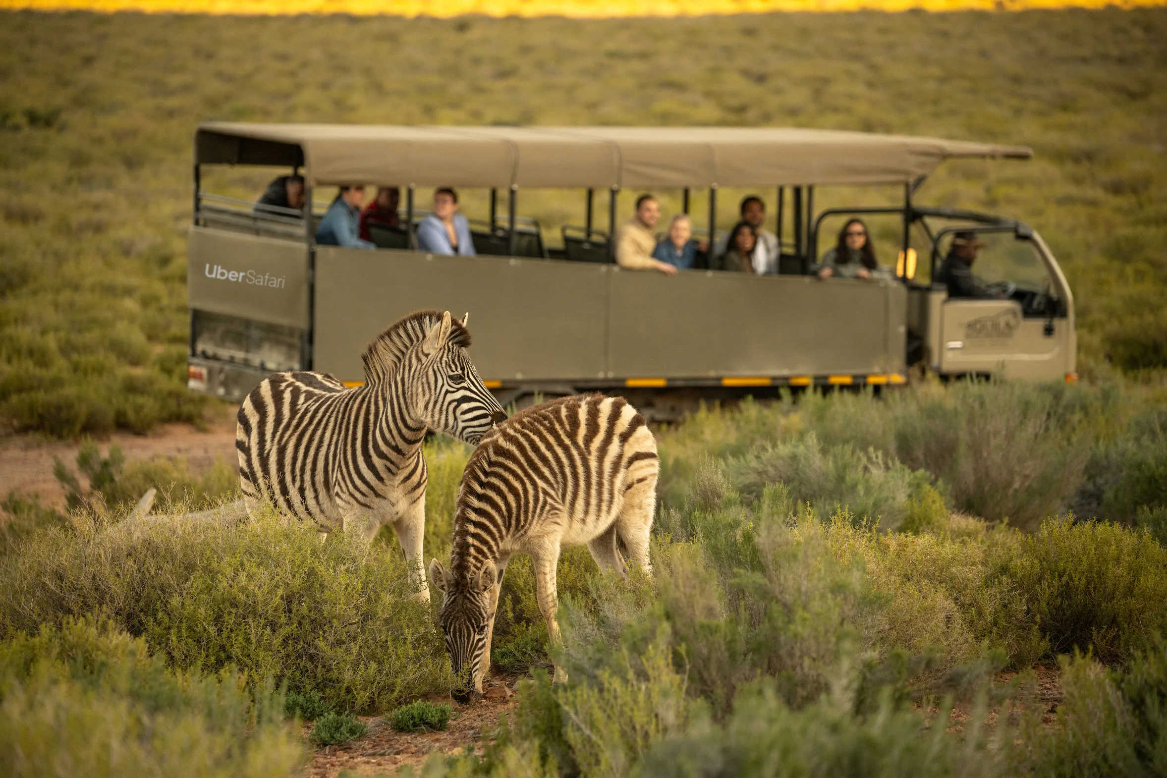 copy-of-uber-safari.jpg?w=800\u0026q=50\