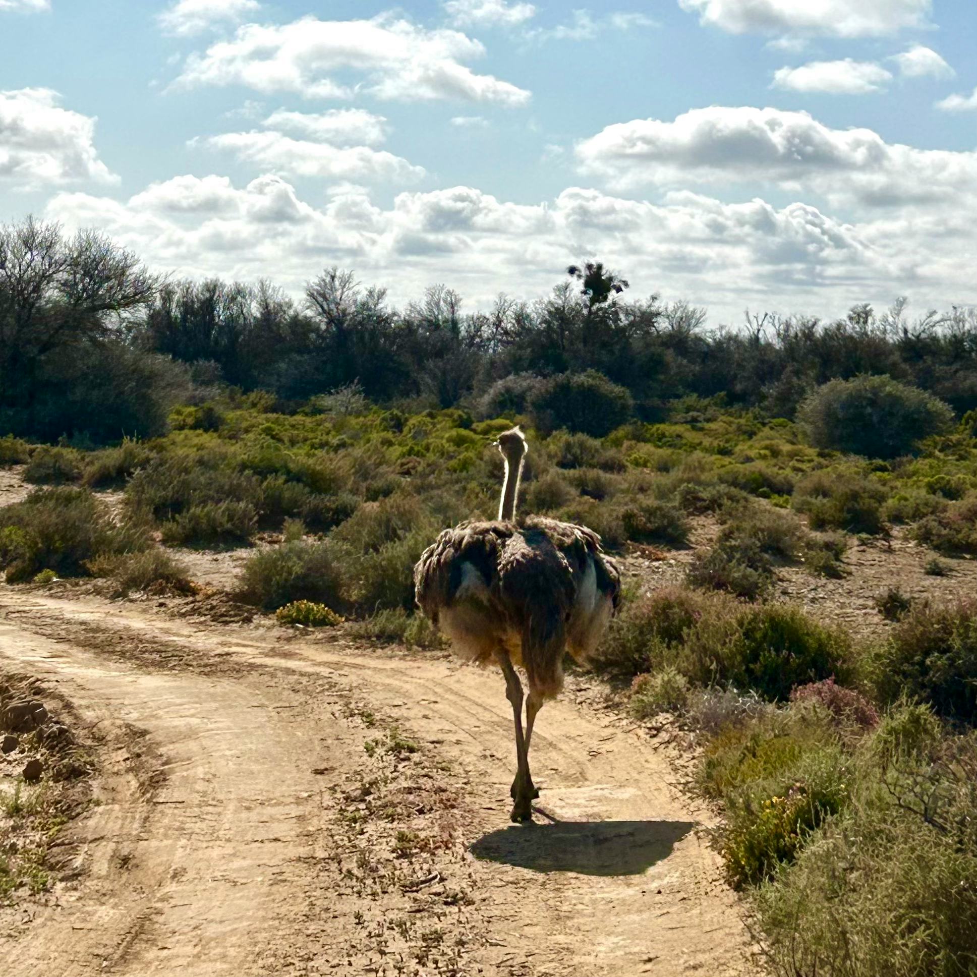 I saw an ostrich on safari with Uber in South Africa.