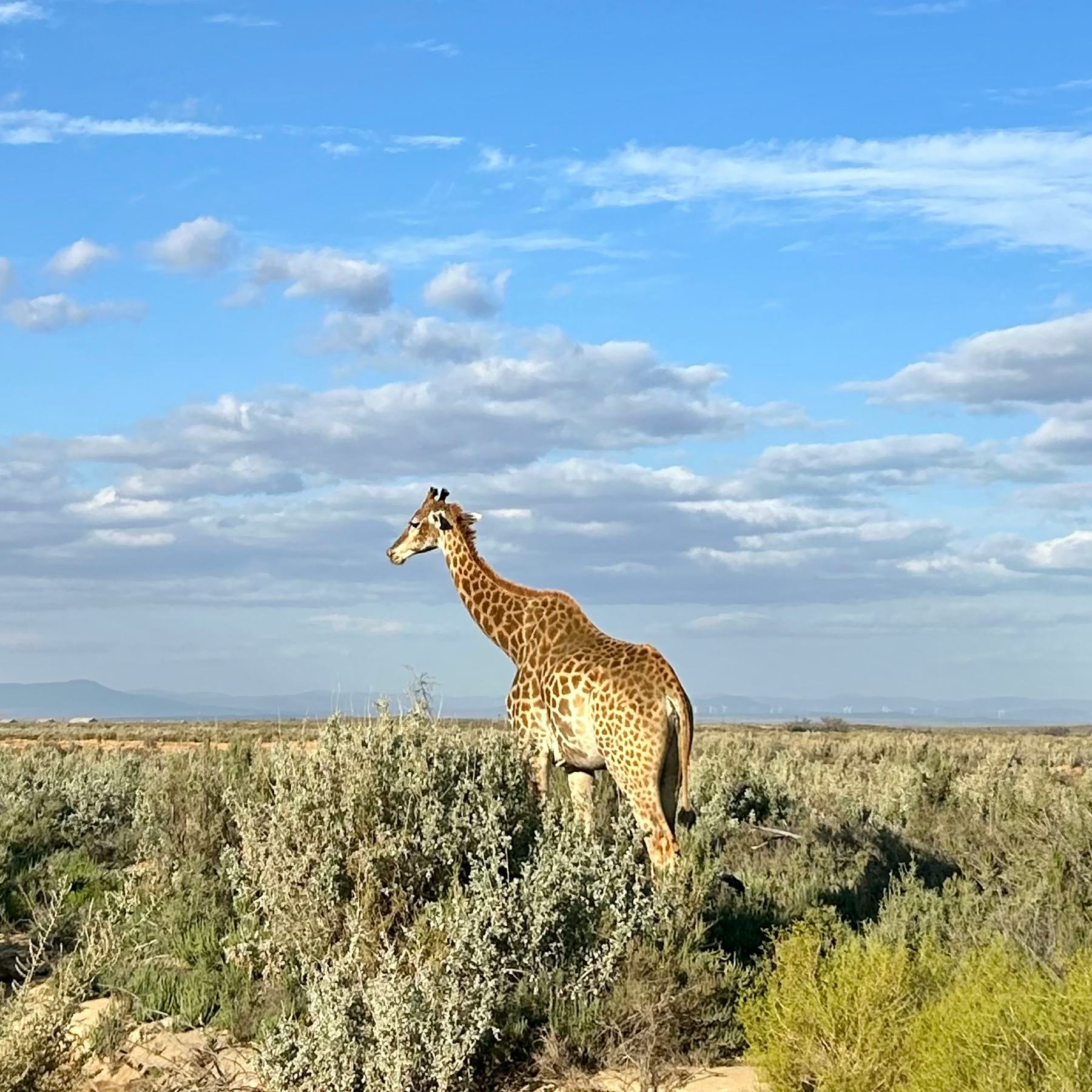 I spotted several giraffes on Uber Safari in South Africa.