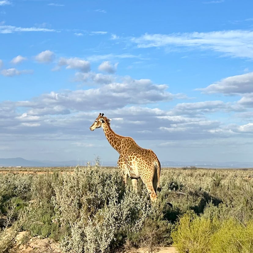 I spotted several giraffes on Uber Safari in South Africa.