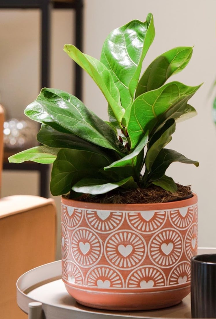 Costa Farms Fiddle Leaf Fig Tree Live Plant