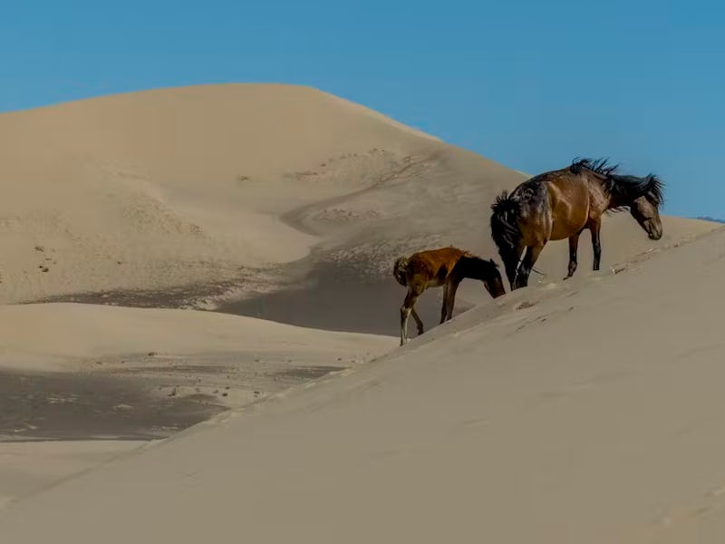 Horses supported travel, communication, agriculture and warfare across much of the ancient world.
