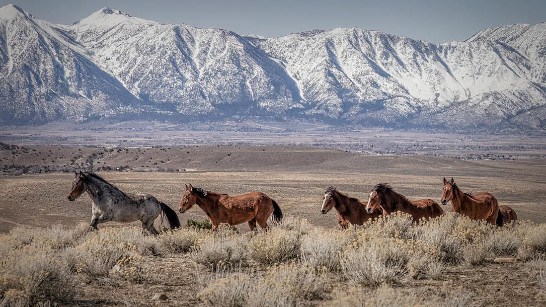 How Wild Horses Are Fueling The Next Wave In Ecotourism
