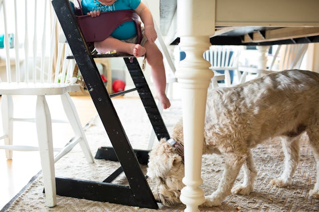 A child in a high chair sits with bare feet, while a dog sniffs the floor beneath the chair in a bri...