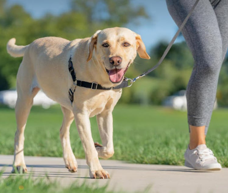 PetSafe Easy Walk No-Pull Dog Harness