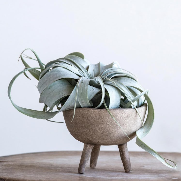 Creative Co-Op Terracotta Footed Planter