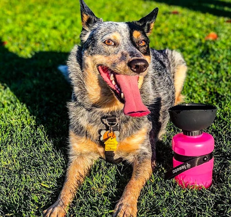 lesotc Dog Water Bottle