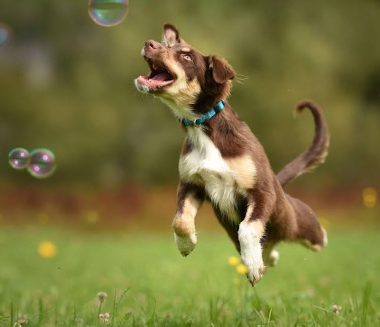 Bubbletastic Peanut Butter Scented Dog Bubbles