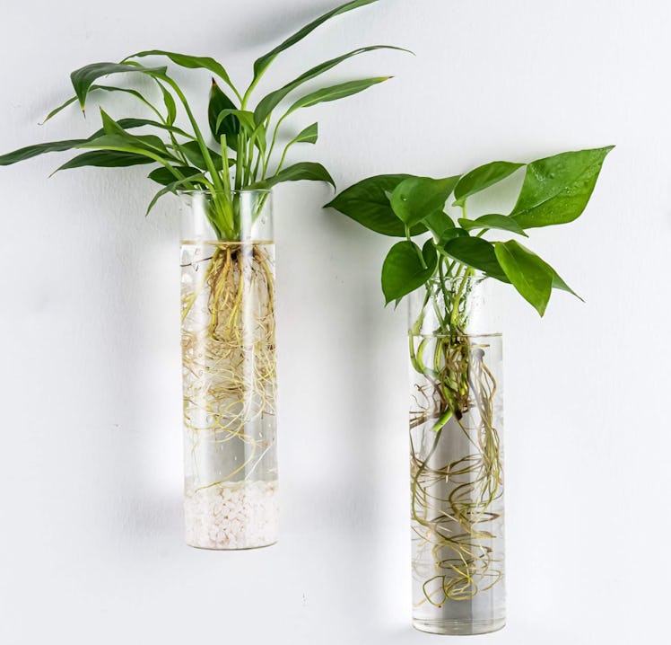 Kingbuy Wall Hanging Plant Terrarium (2-Pack)