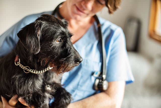 A veterinarian in scrubs gently holds a small, black dog. The setting is warm, with soft light and a...