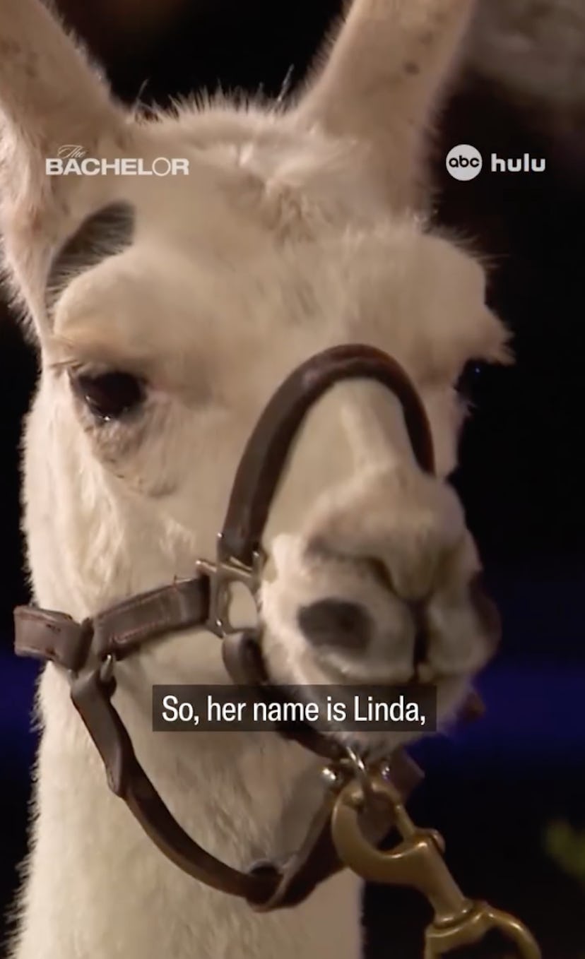 Llama Linda from The Bachelor. Screenshot via Instagram