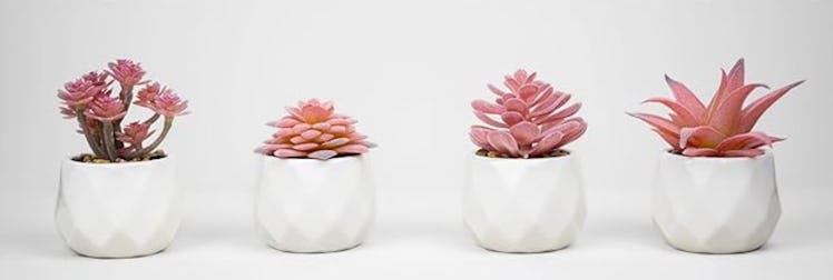 VIVERIE Mini Succulents (4-Pack)