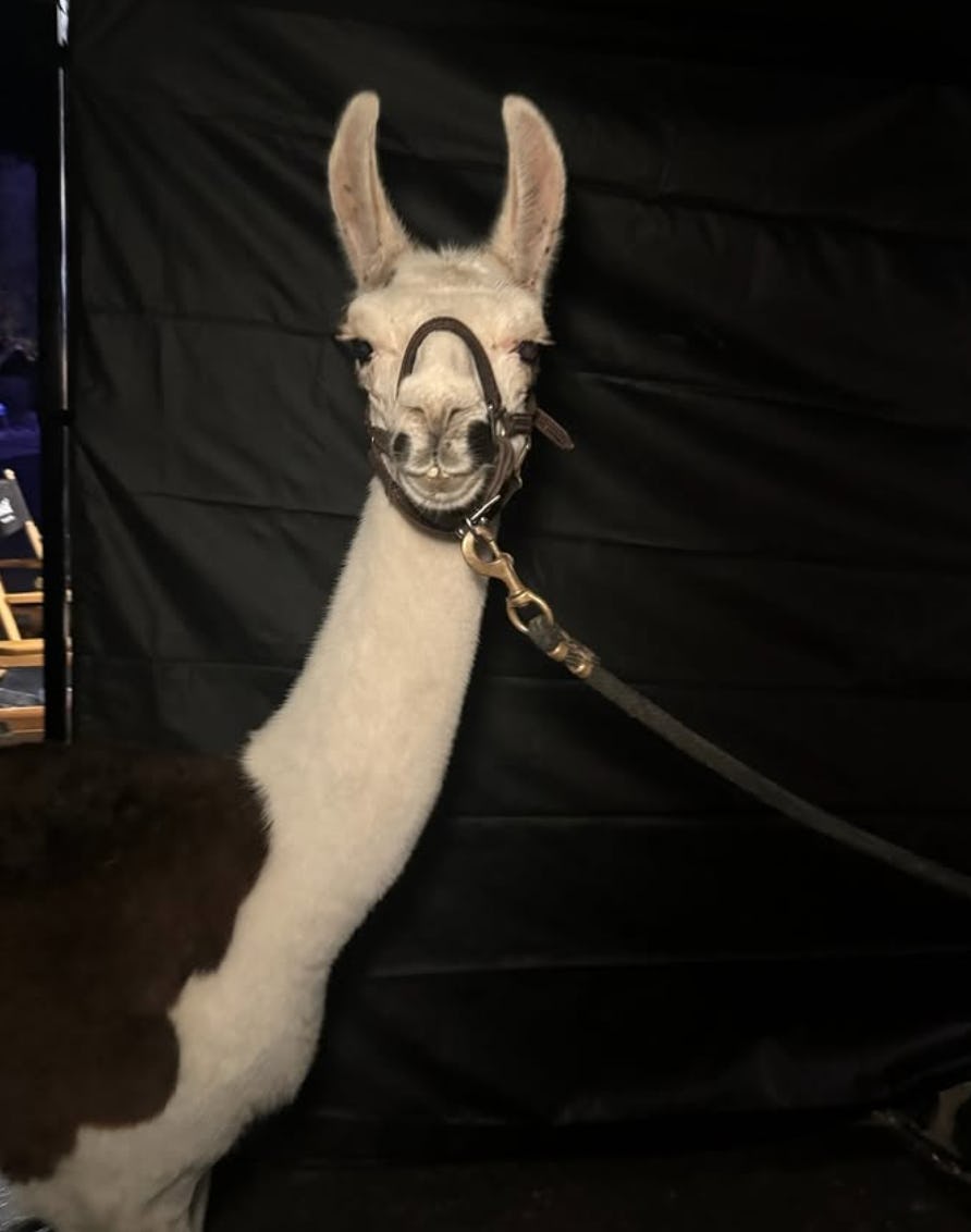 Llama Linda from The Bachelor. Screenshot via Instagram