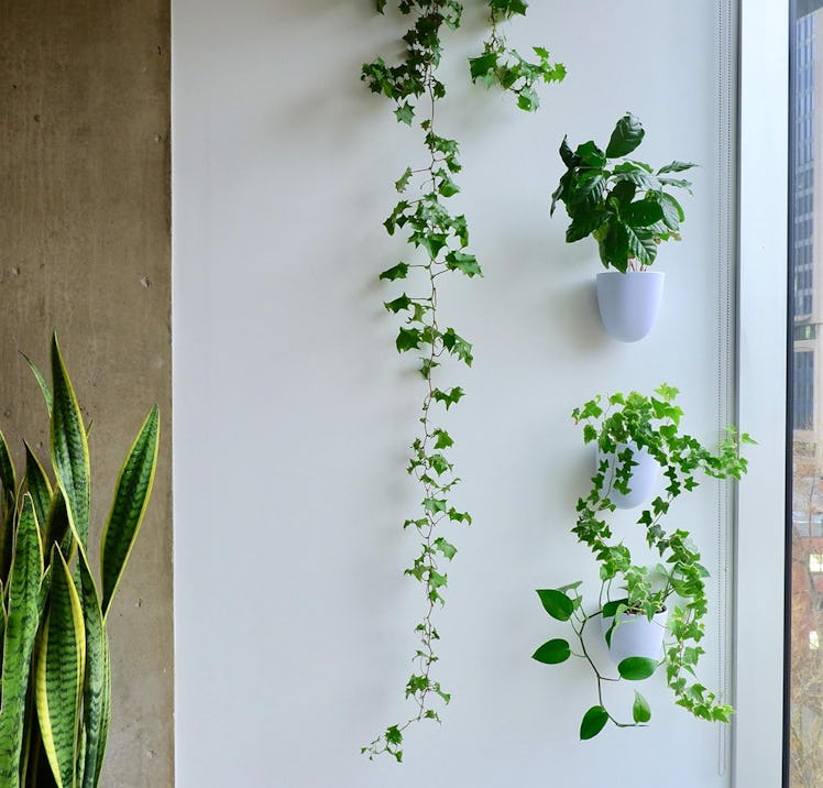 PlantPod Luxe Self-Watering Wall Planters (3-Pack)