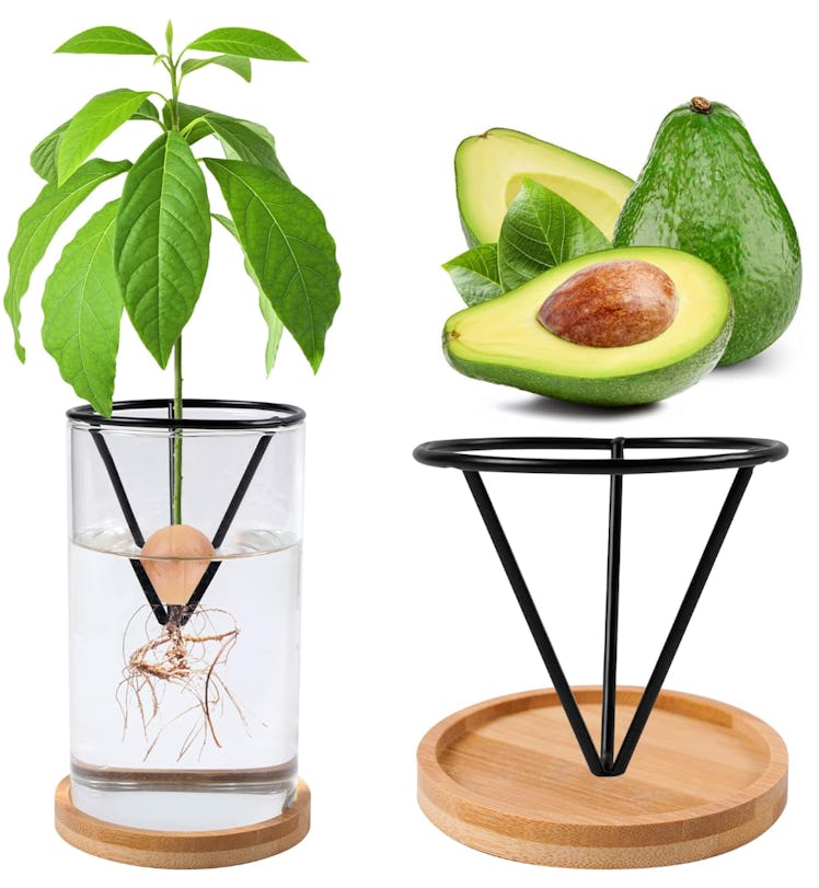 Bylion Avocado Tree Growing Kit