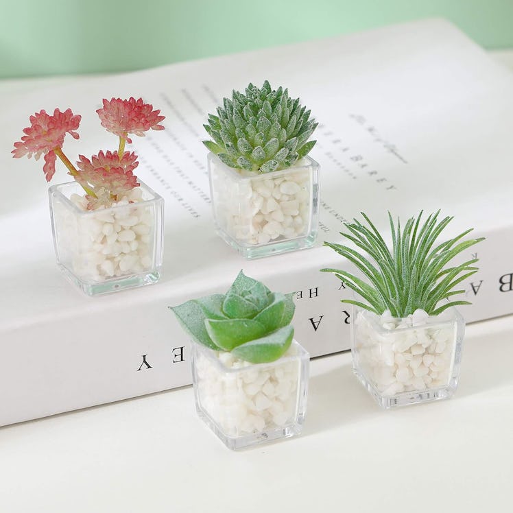 HEY FOLY Succulent Fridge Magnets (4-Pack)