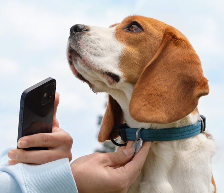 Ring Pet Tag