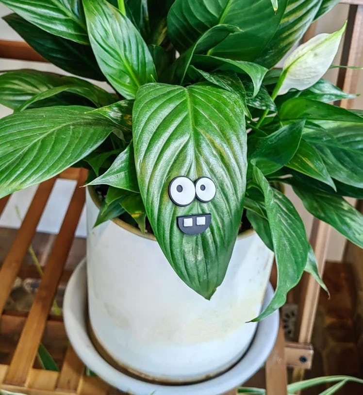 HOMDSG Monster Plant Magnets (6-Pack)