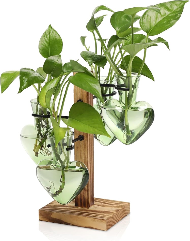 CYZglass Plants Propagation Station